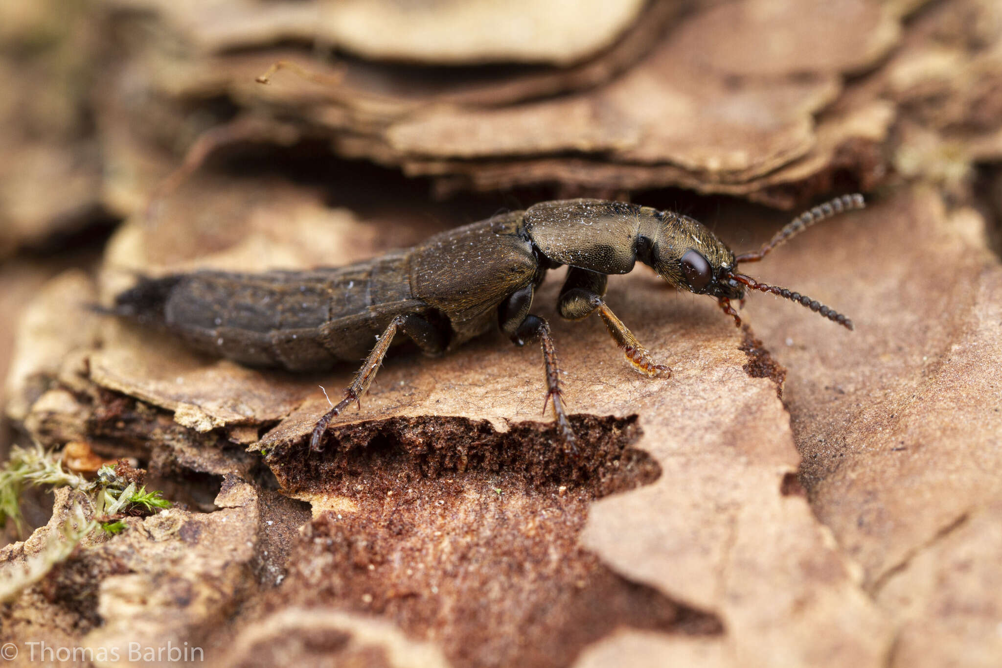 Plancia ëd Ocypus (Pseudocypus) aeneocephalus (De Geer 1774)