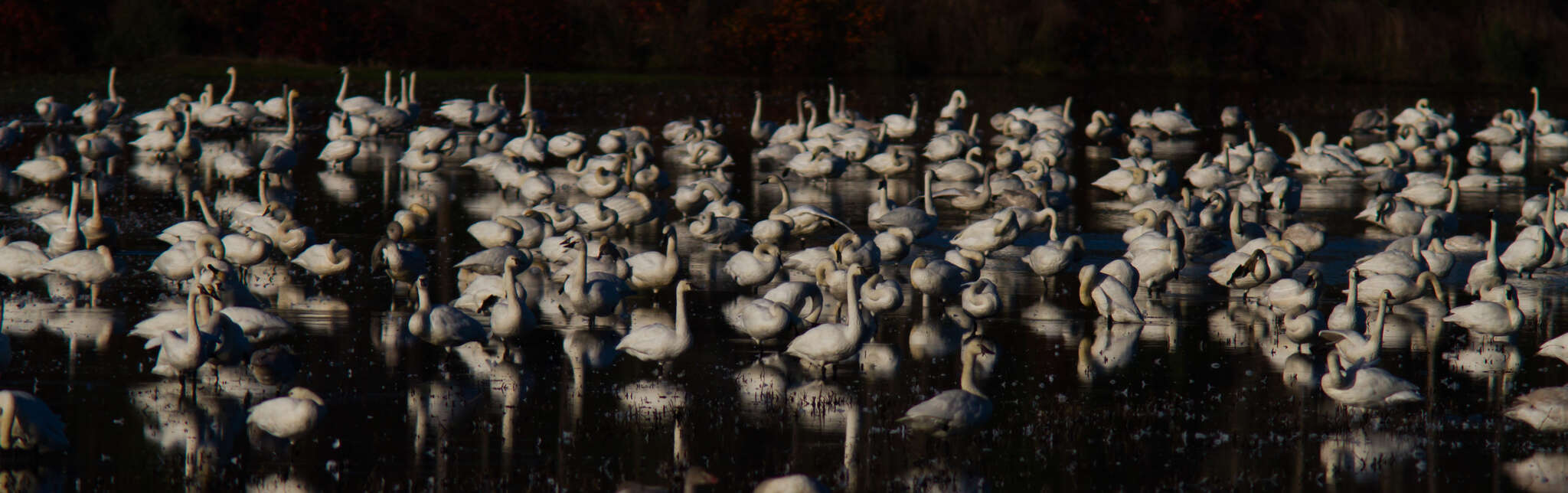 Image de Cygne siffleur