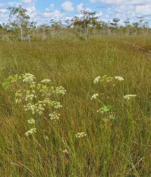 Image of cowbane