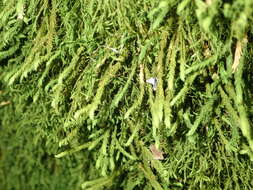 Image of rambling tail-moss