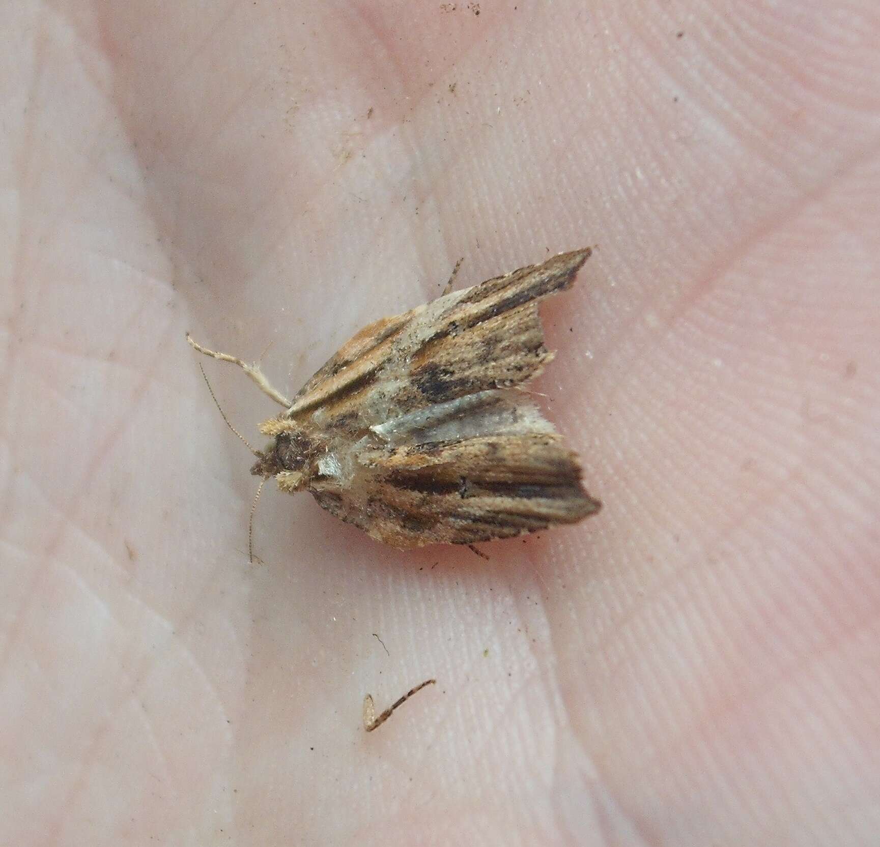 Image of brindled bell moth