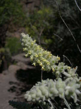 Image of Sideritis dasygnaphala (Webb & Berthel.) Clos