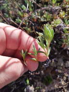 Image of Lampranthus peacockiae (L. Bol.) L. Bol.