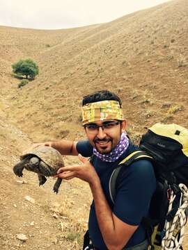 Image of Mediterranean Spur-thighed Tortoise