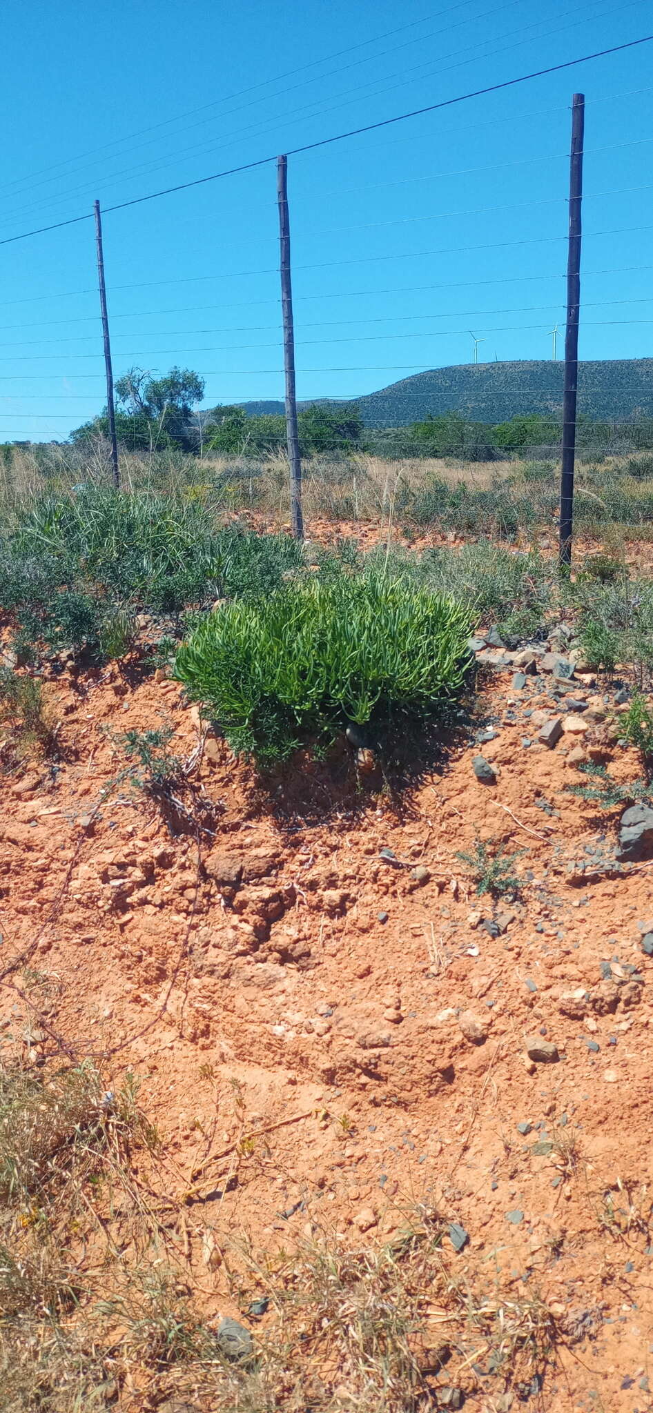 Image of Fence Aloe