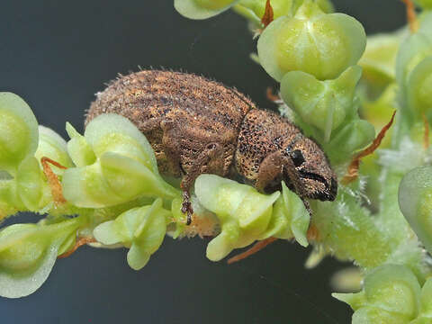 Image of Nut Leaf Weevil