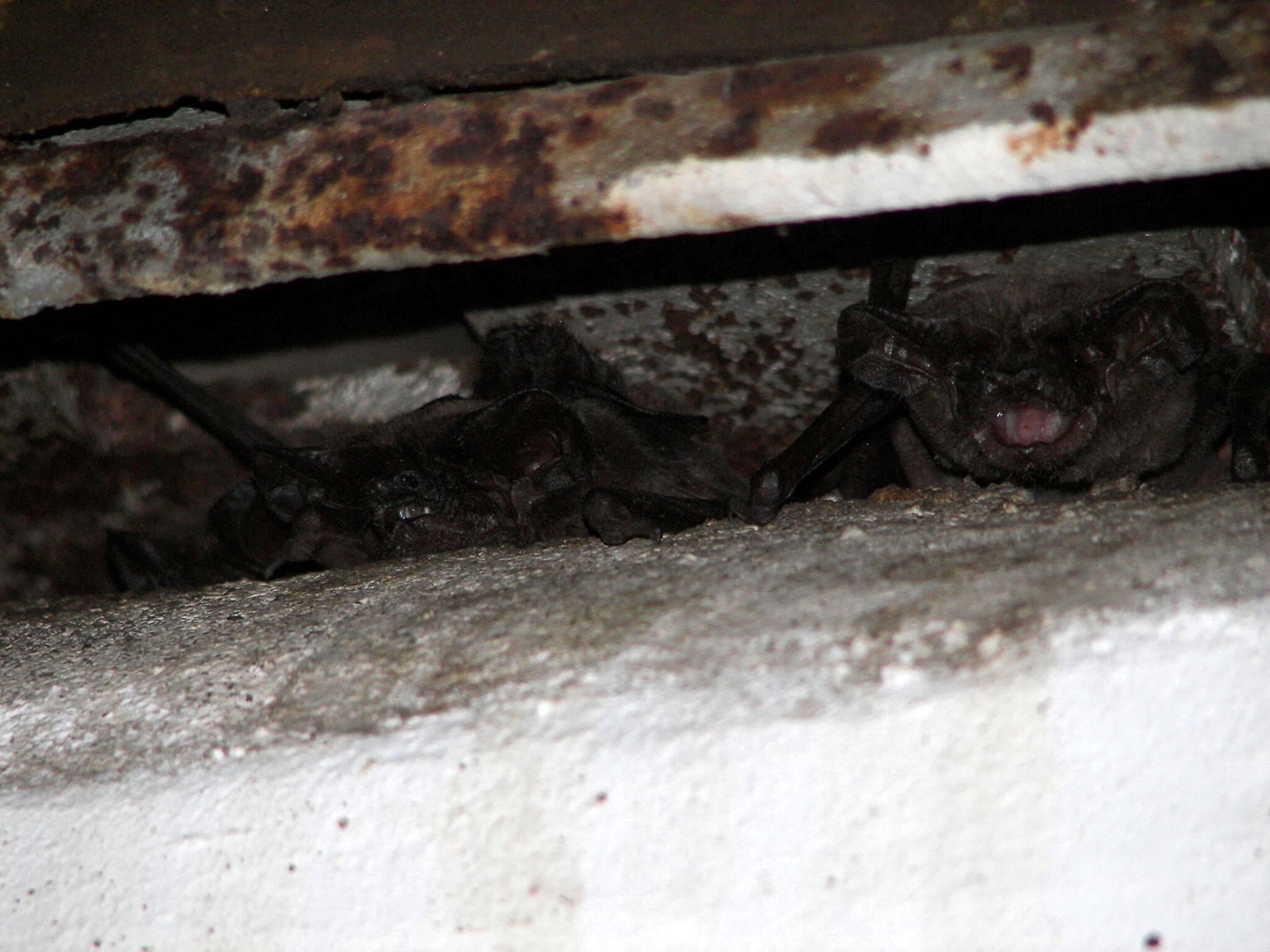 Image of Tadarine Free-tailed Bats