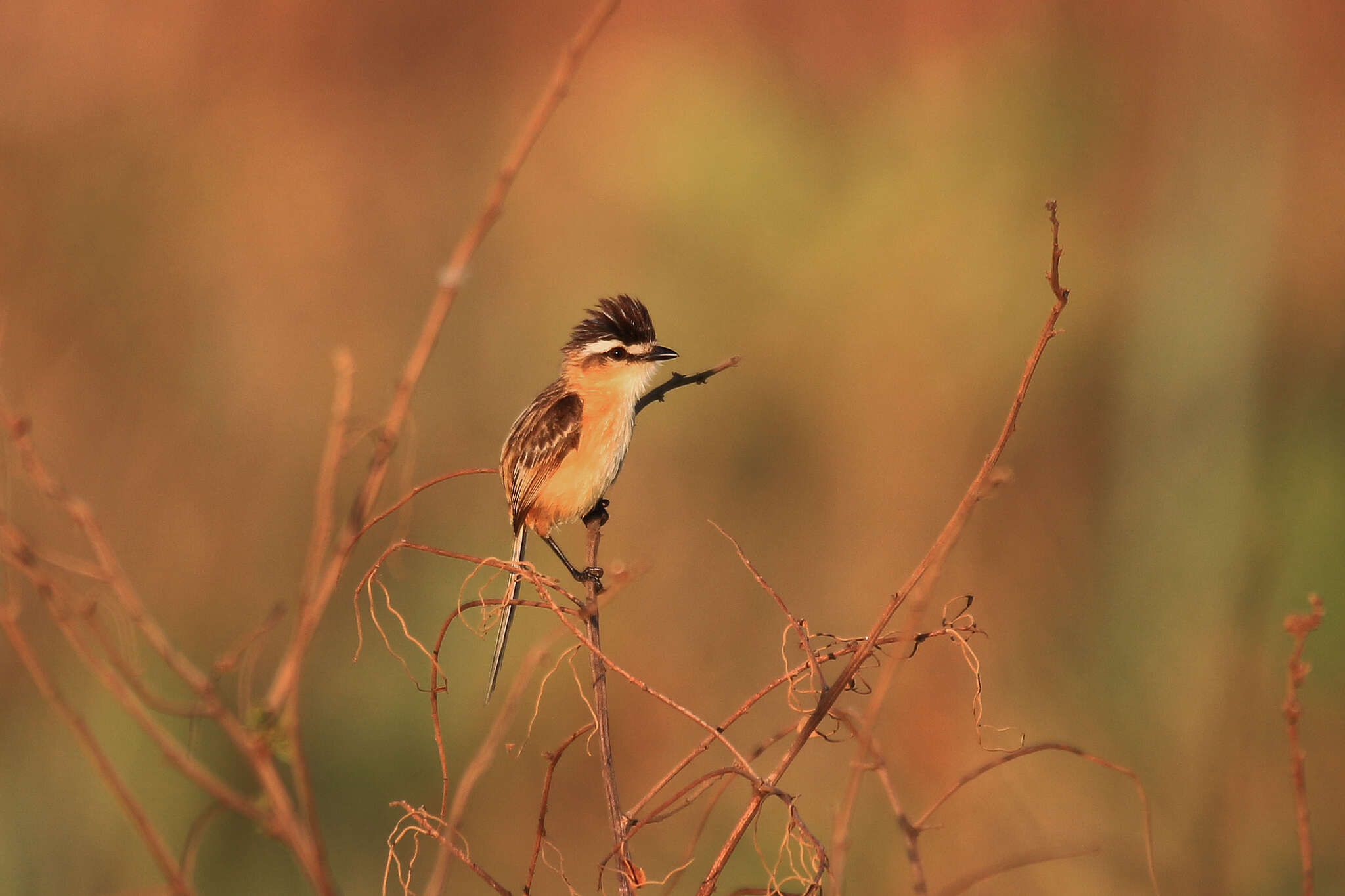 Image of Culicivora Swainson 1827