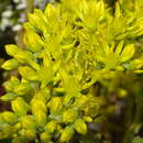 Слика од Petrosedum orientale