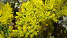 Image de Petrosedum orientale