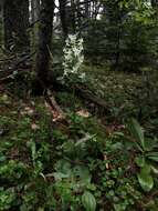 Platanthera orbiculata var. macrophylla (Goldie) Luer resmi