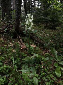 Image of Greater Round-Leaf Orchid