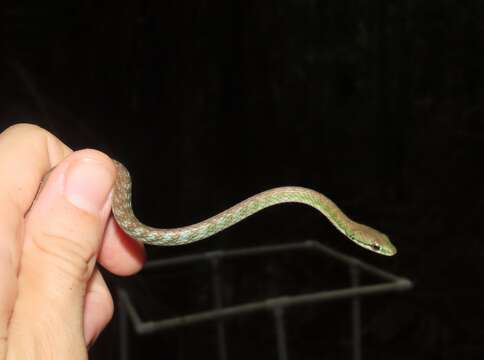 Image of Oliver's Parrot Snake