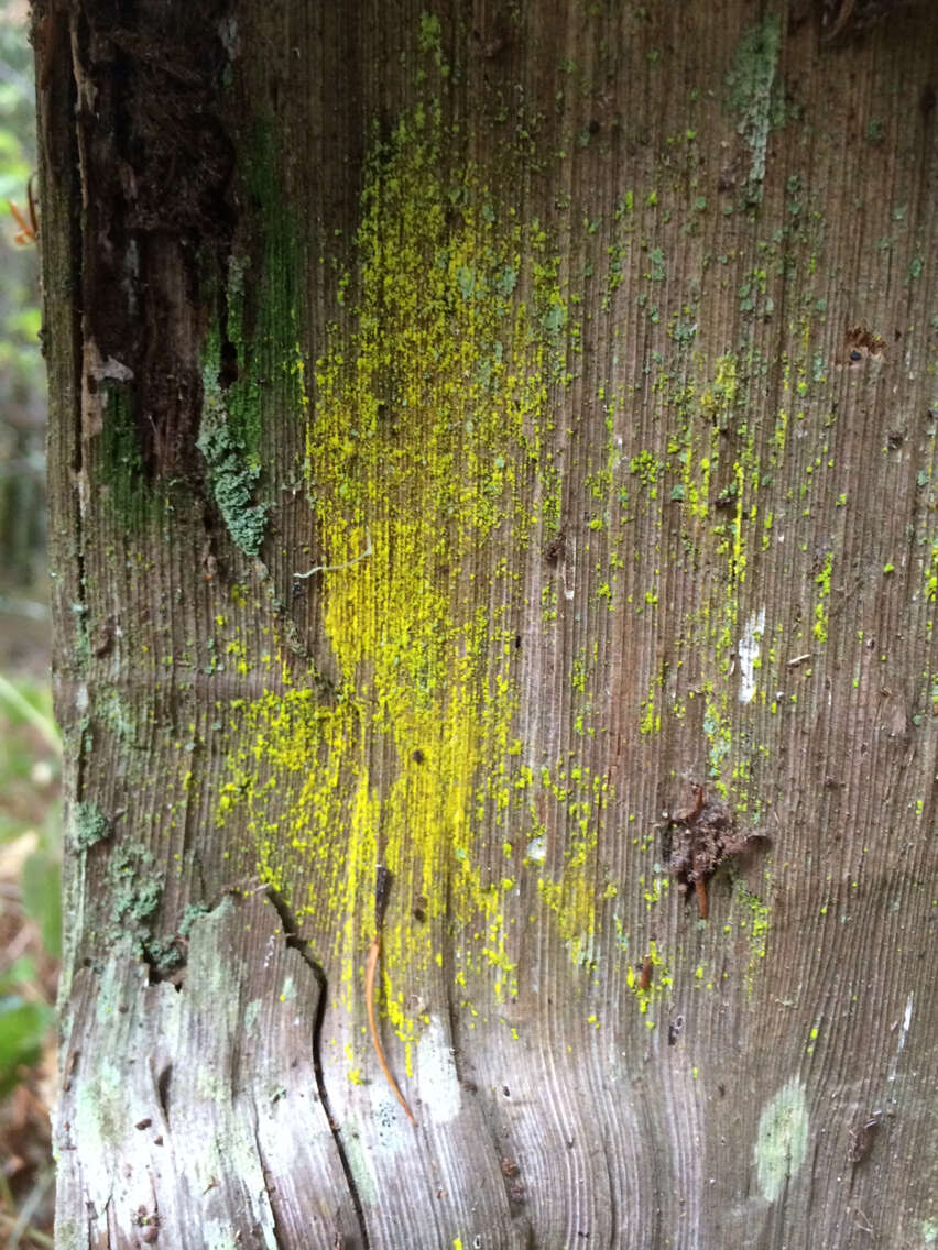 Image of dust lichen