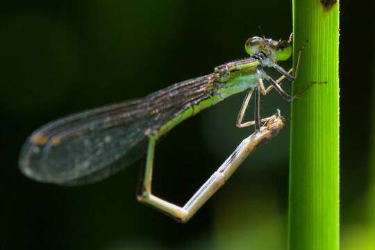 Imagem de Agriocnemis exsudans Selys 1877