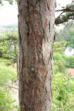 صورة Pinus nigra subsp. nigra