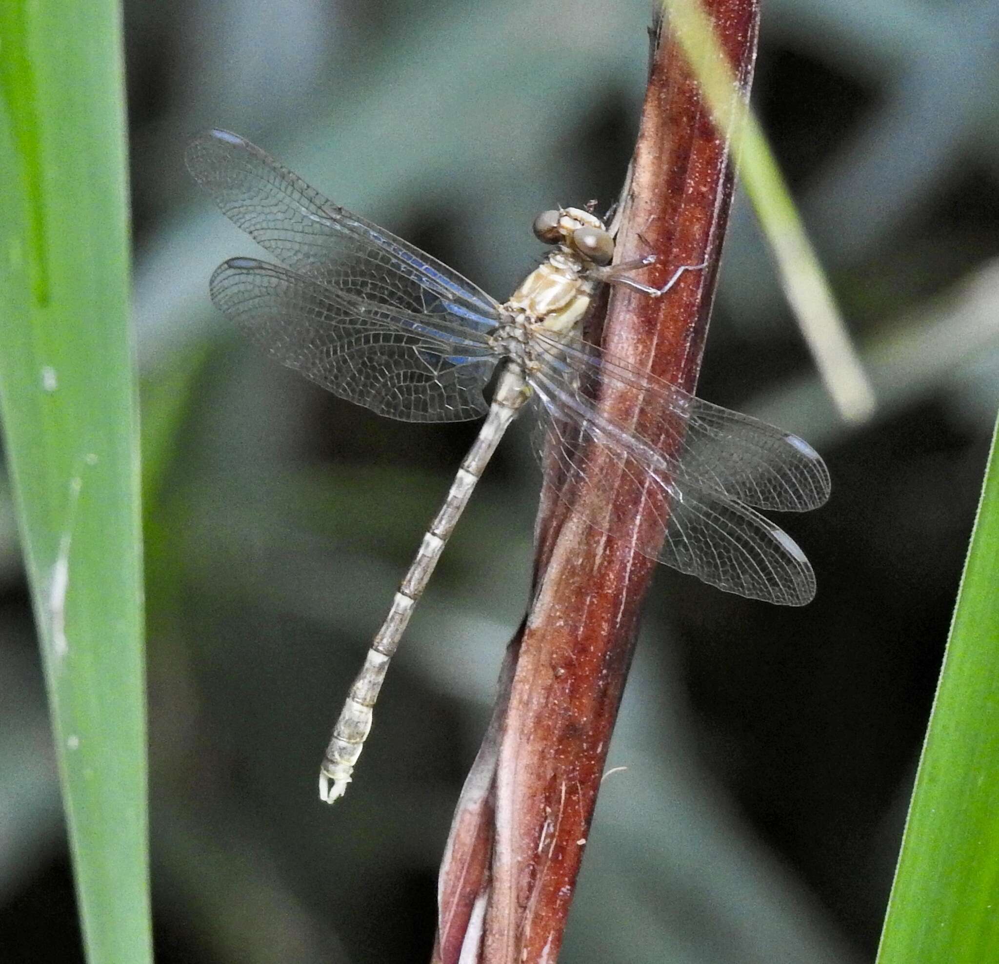 Image of Hemigomphus comitatus (Tillyard 1909)