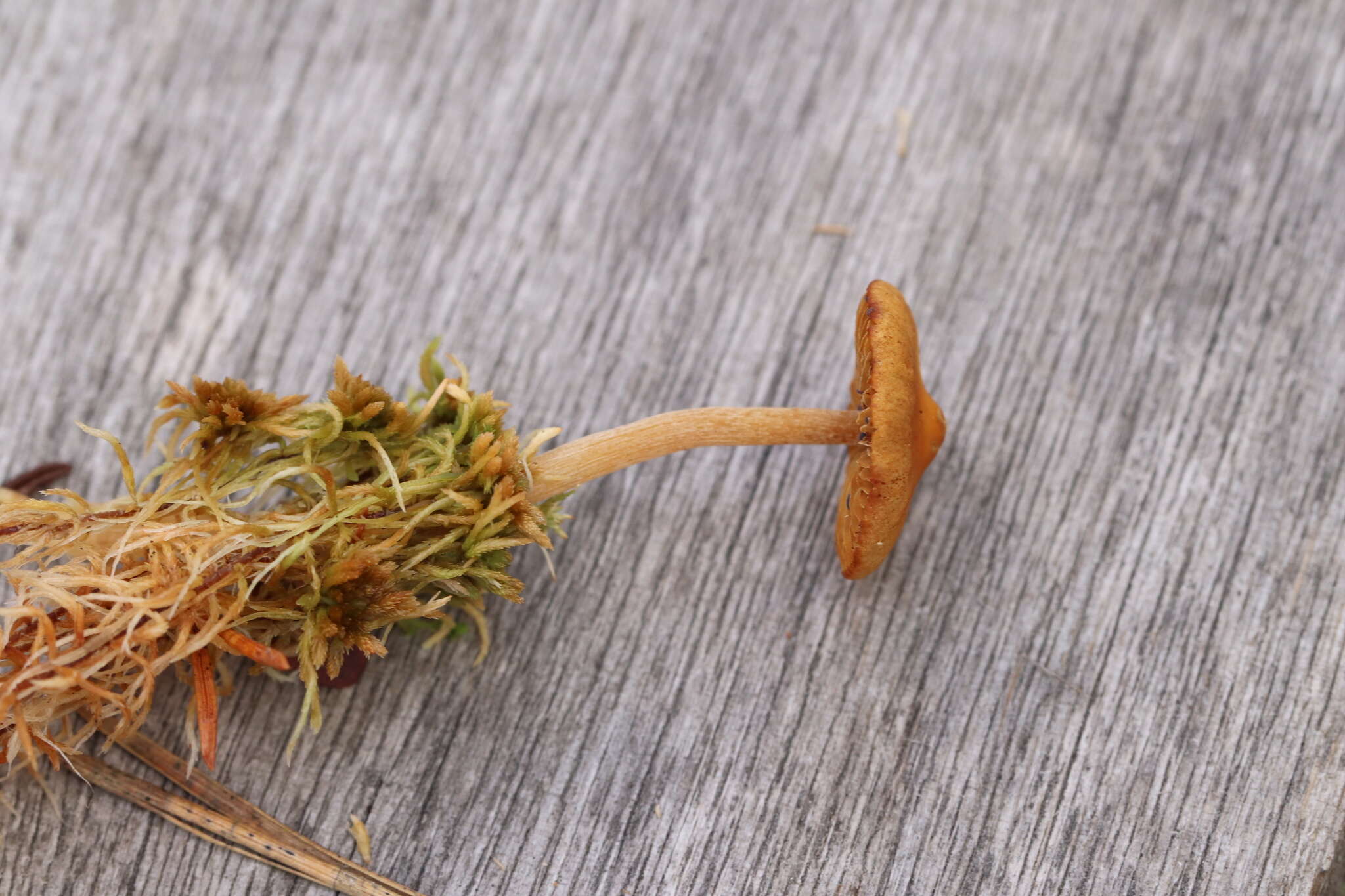 Image of Galerina tibiicystis (G. F. Atk.) Kühner 1935