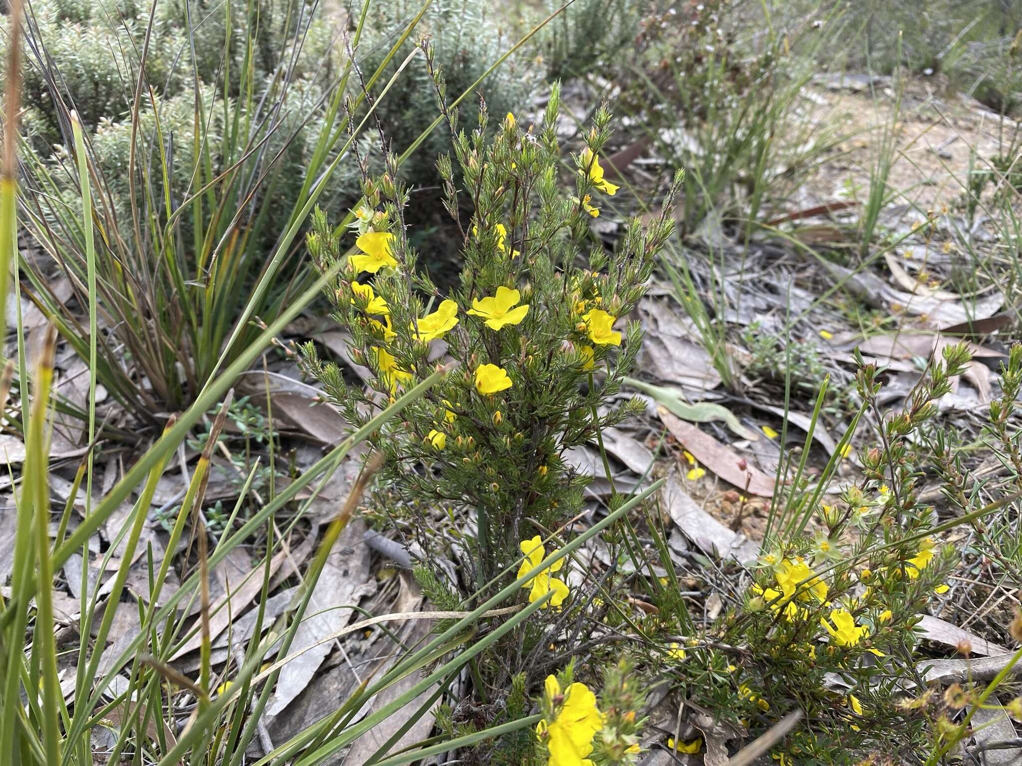 Hibbertia prostrata Hook. resmi