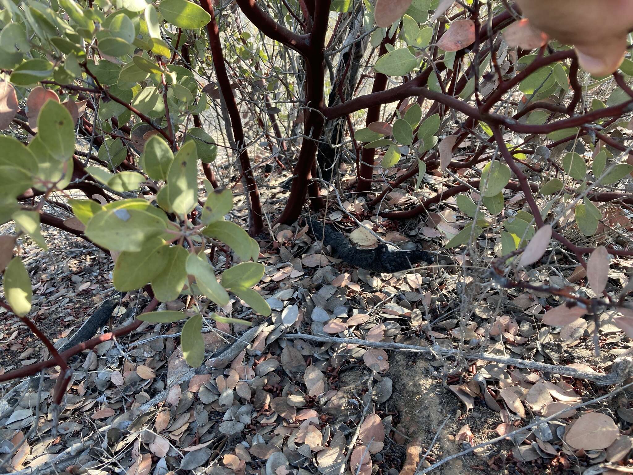 Plancia ëd Arctostaphylos moranii P. V. Wells