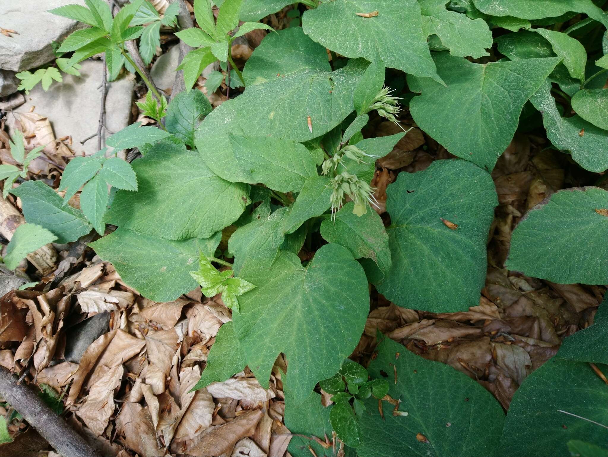 Image of Symphytum cordatum Waldst. & Kit.