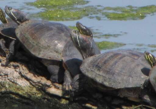 Image of slider turtle, red-eared terrapin, red-eared slider