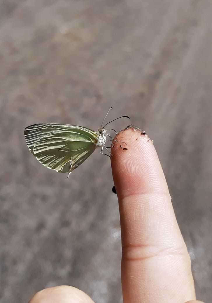 Image of Pseudopieris