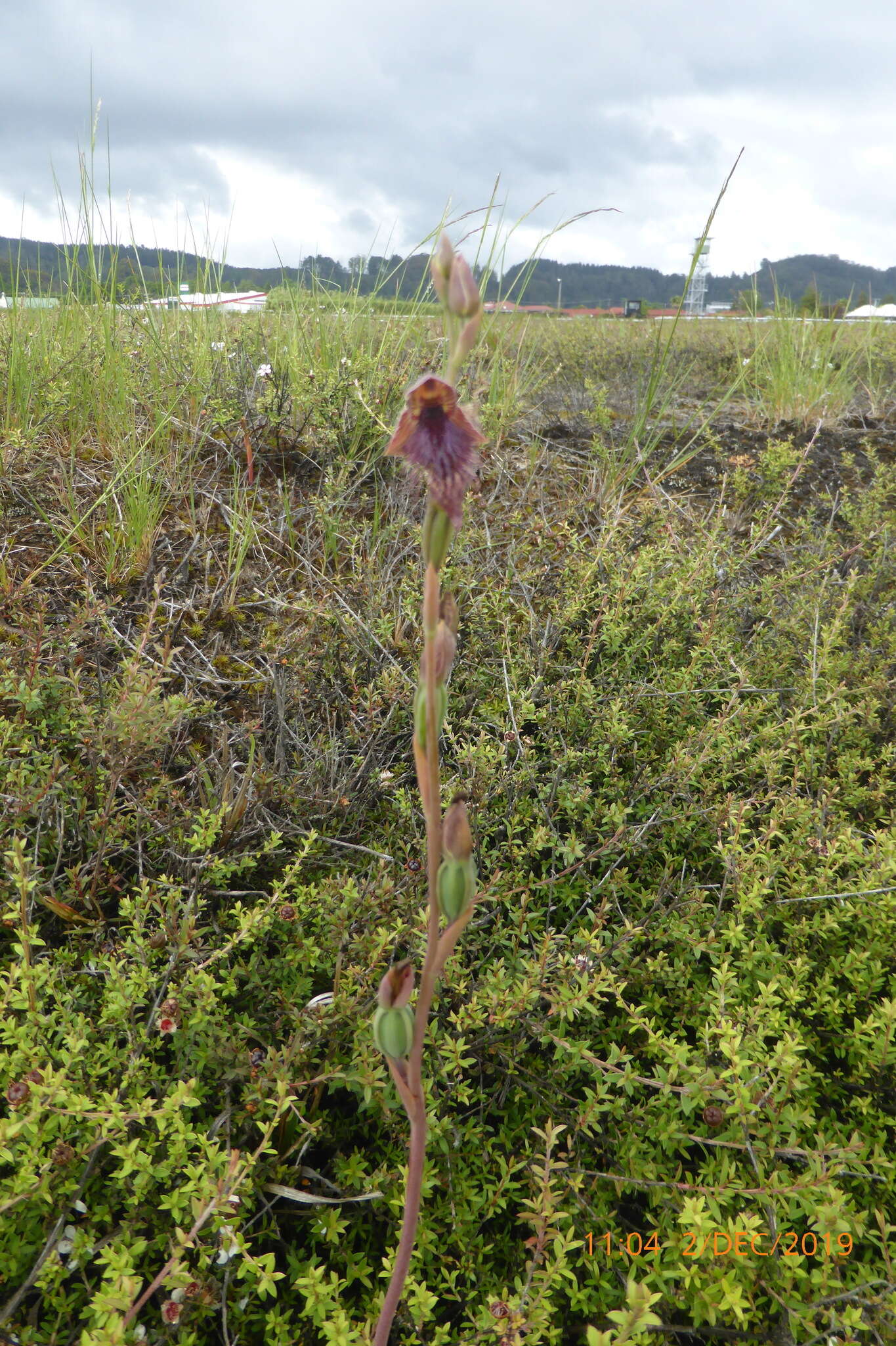 Calochilus robertsonii Benth.的圖片