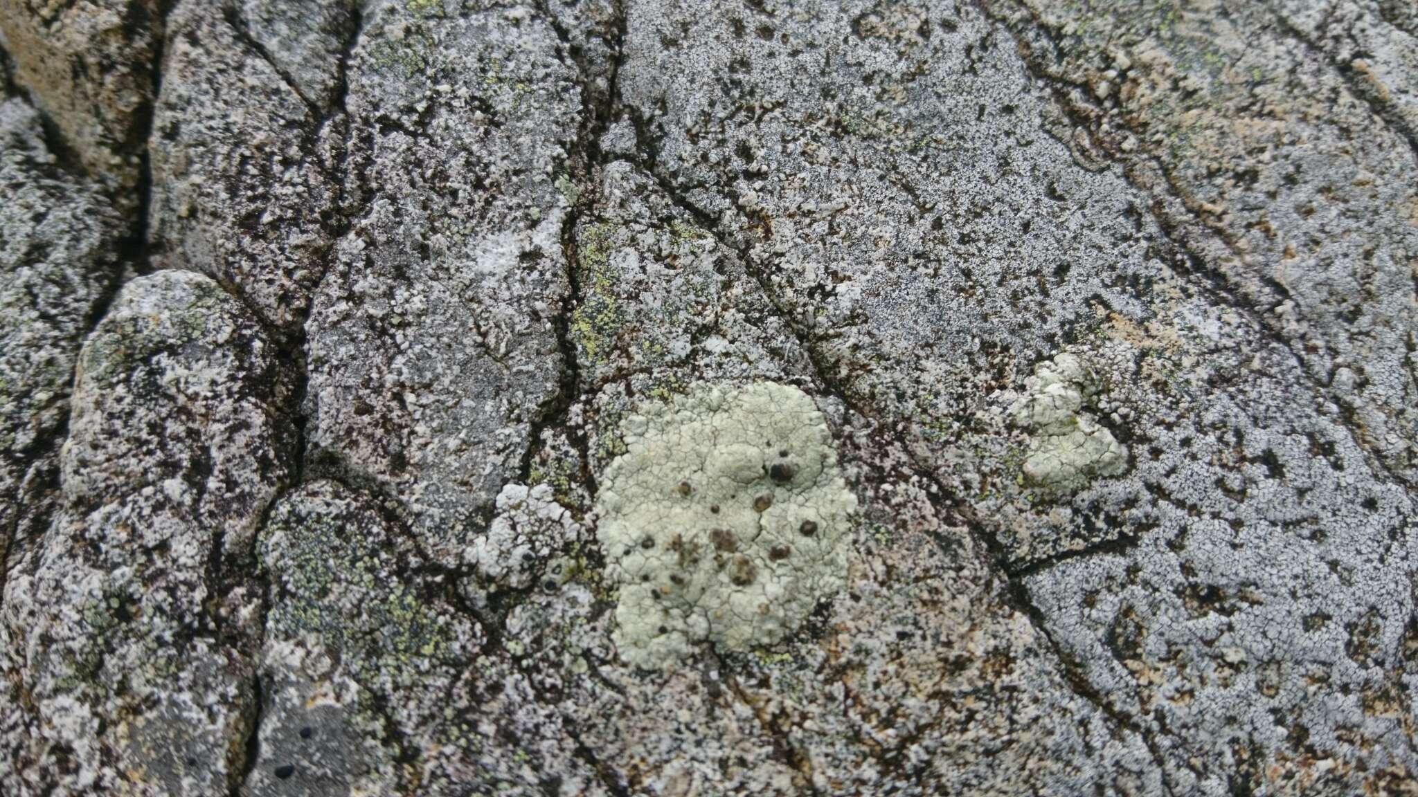 Слика од Lecanora sulphurea (Hoffm.) Ach.