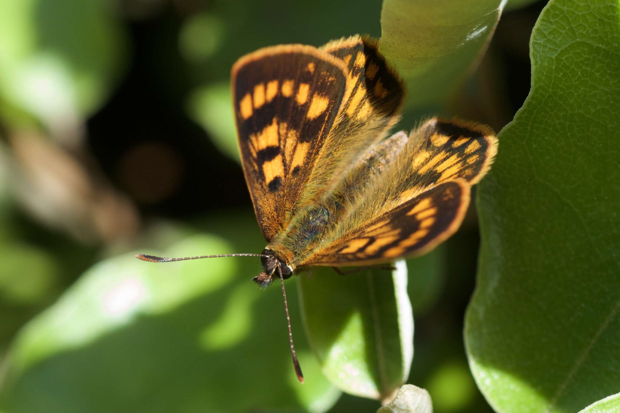 Lycaena feredayi (Bates 1867) resmi