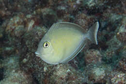 Image of Brown Unicornfish