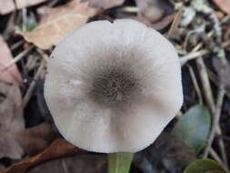 Pluteus salicinus (Pers.) P. Kumm. 1871 resmi