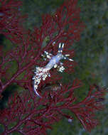 صورة Abronica abronia (MacFarland 1966)