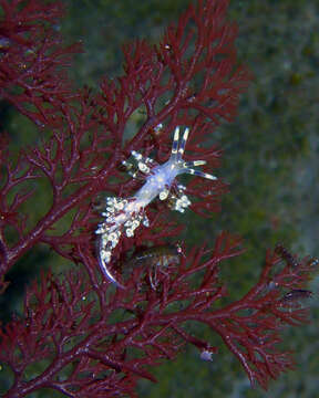 Abronica abronia (MacFarland 1966) resmi