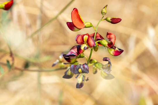 Image of Darling Pea