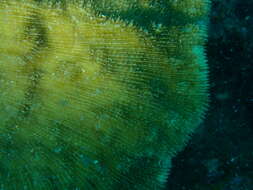 Image of Bowl Coral