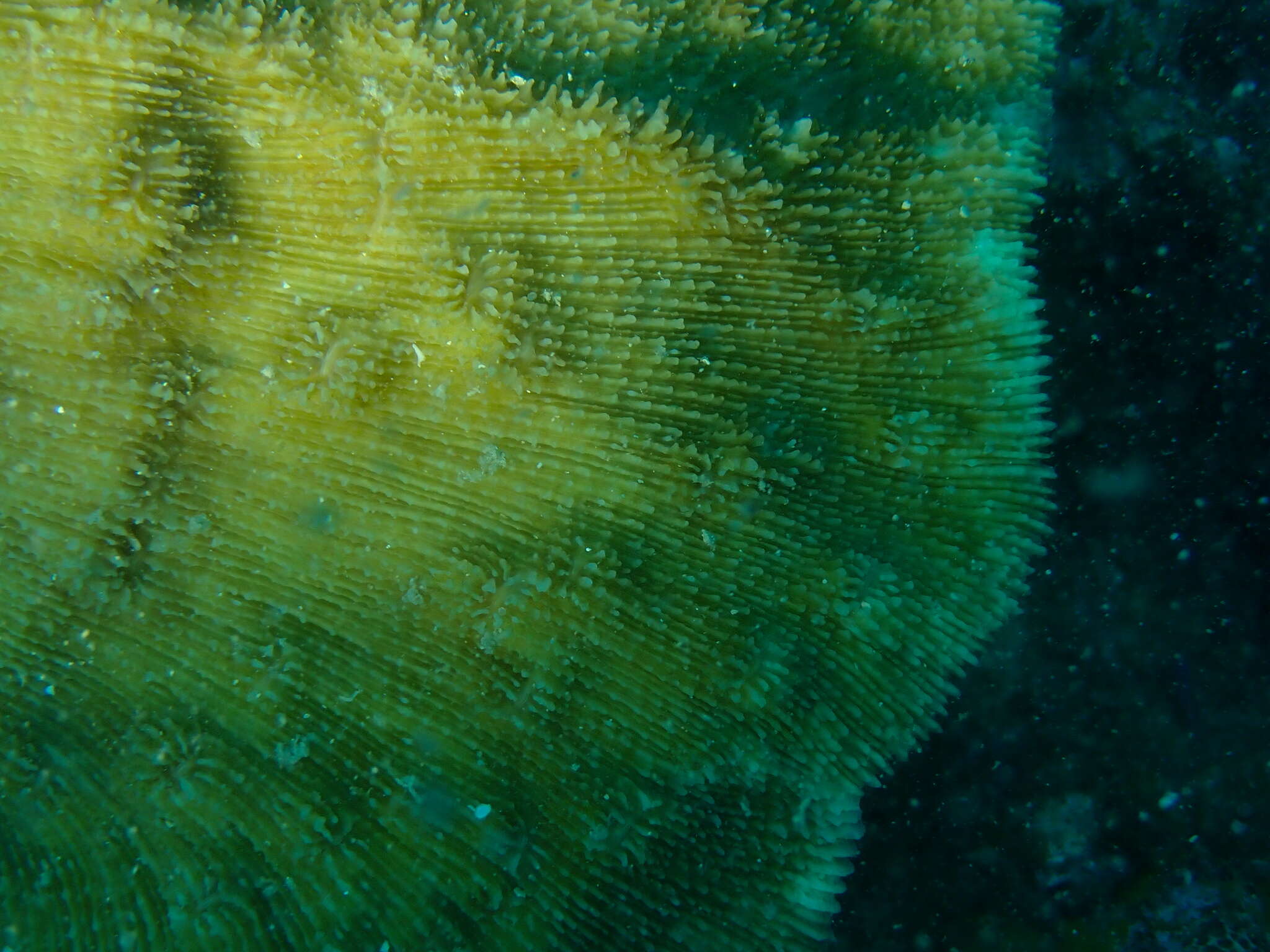 Image of Bowl Coral