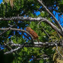 Image of Costa Rican Pygmy Owl