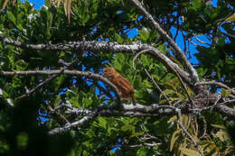 Image of Costa Rican Pygmy Owl