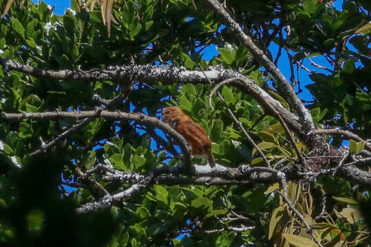 Image of Costa Rican Pygmy Owl