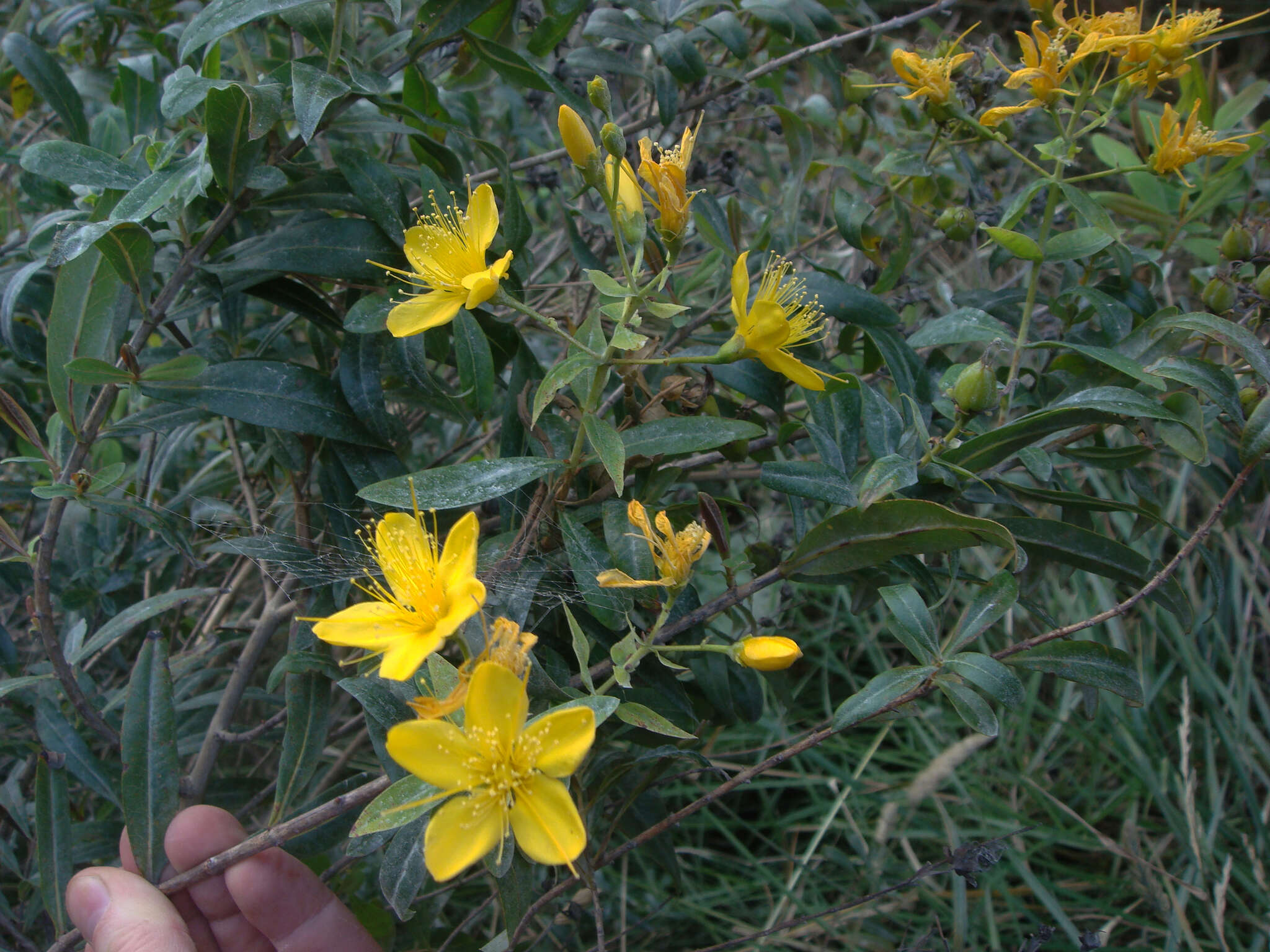 Imagem de Hypericum canariense L.