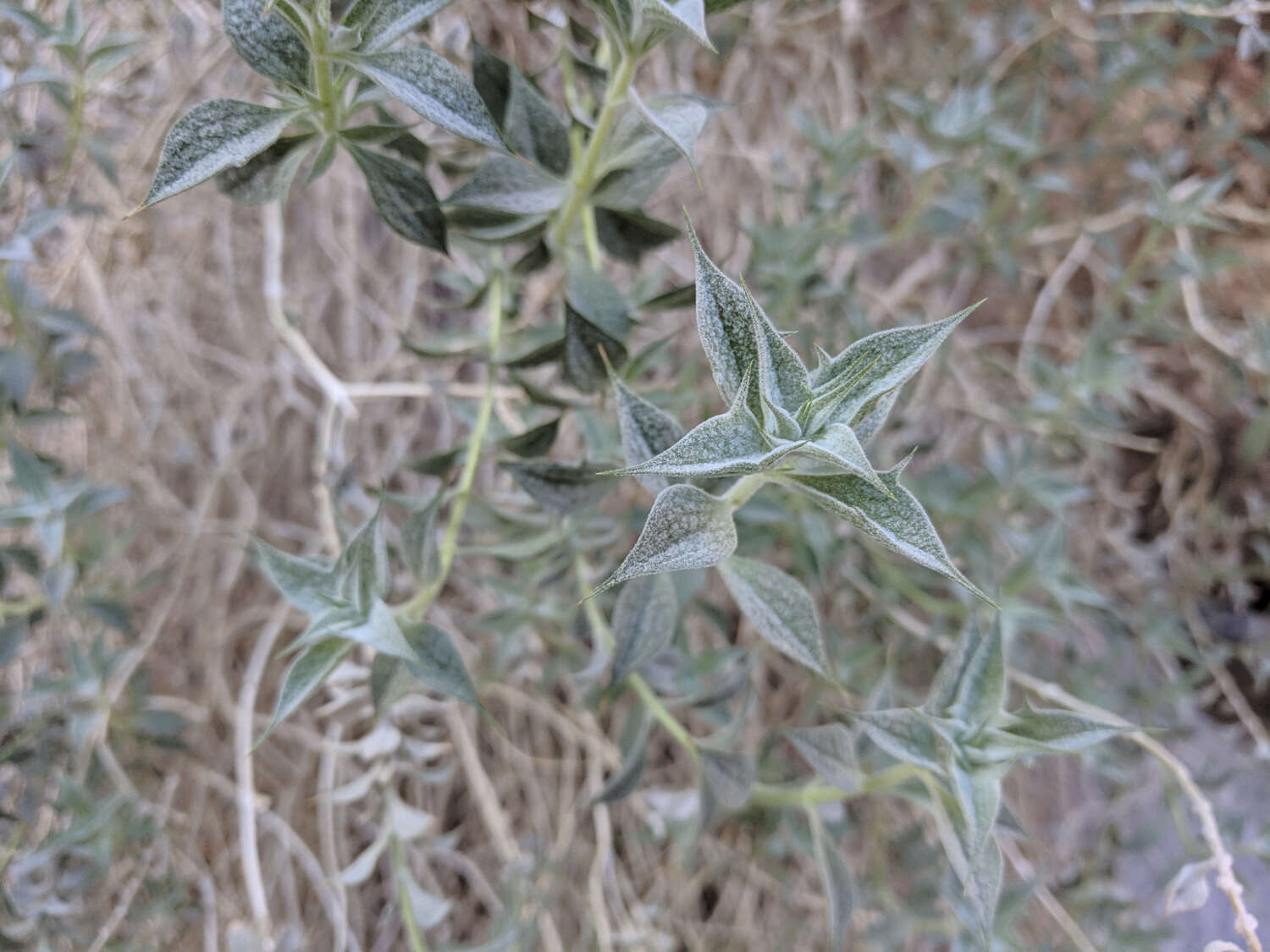 Imagem de Salvia funerea M. E. Jones