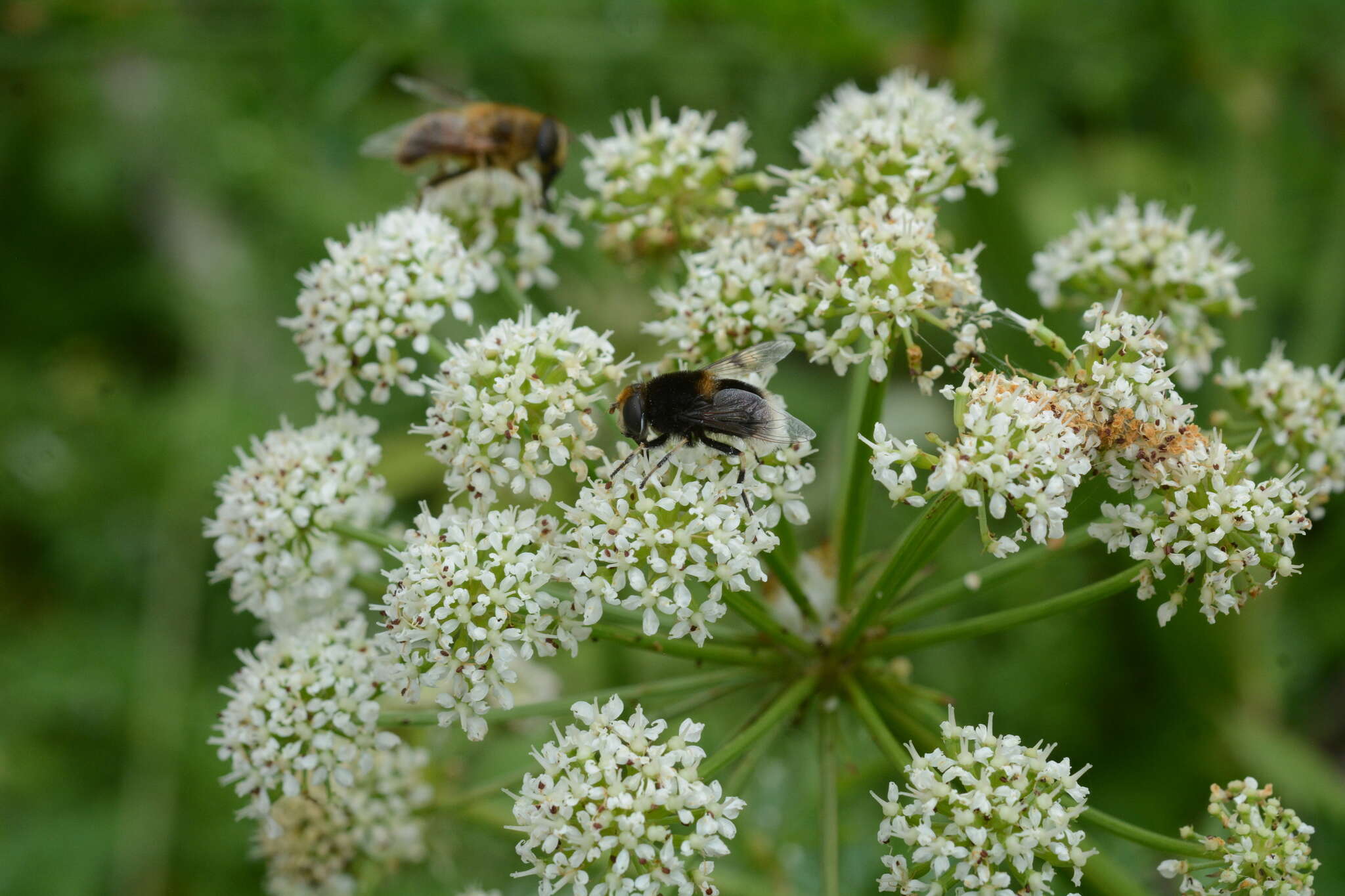 Imagem de Eristalis intricaria (Linnaeus 1758)