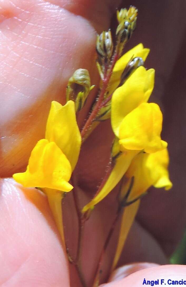 Image of ballast toadflax