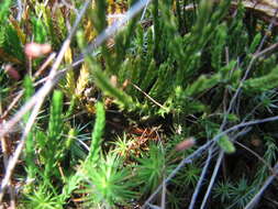 Image of savinleaf groundpine