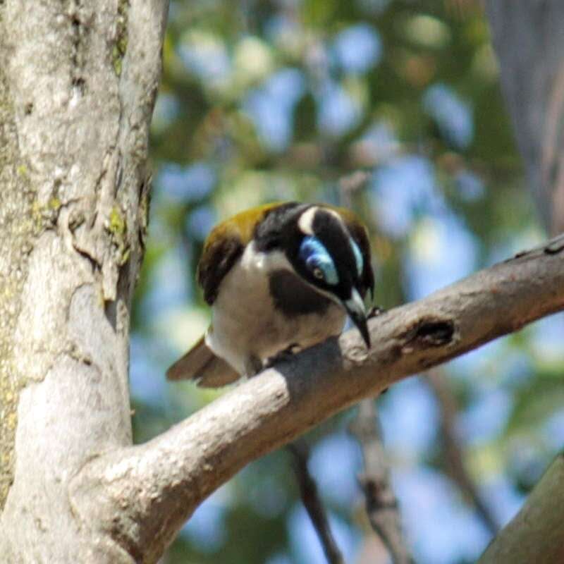 Image of Blue-faced Honeyeaters