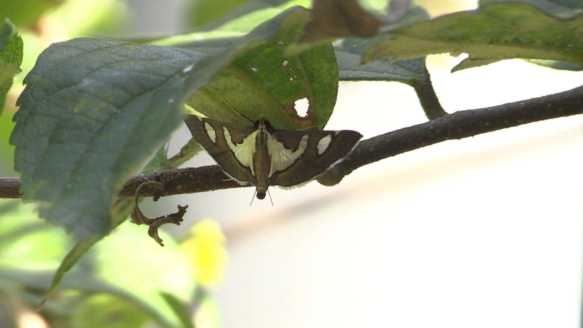 Imagem de Glyphodes bicolor Swainson (1821)