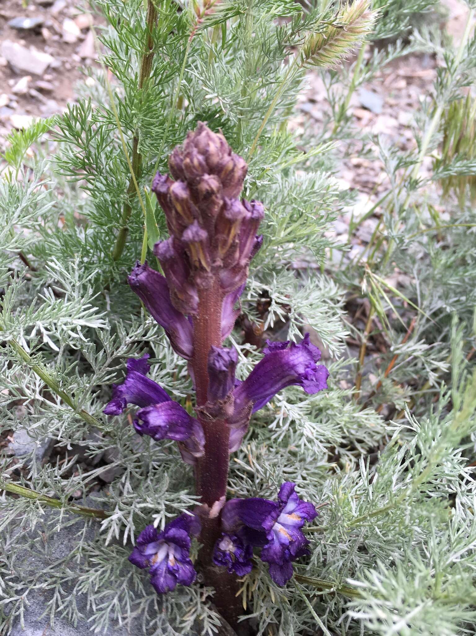 Imagem de Orobanche amoena C. A. Mey.