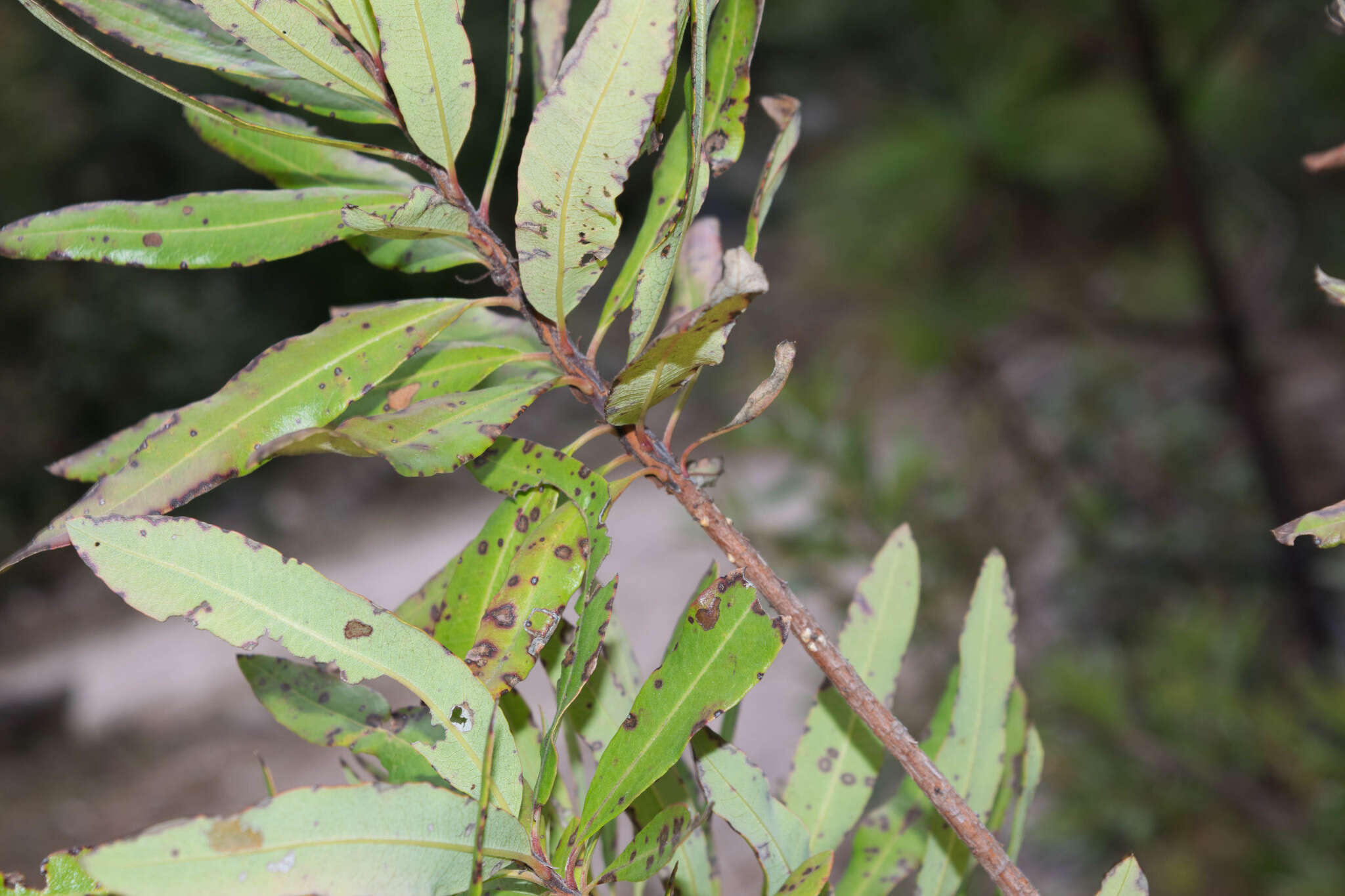 Comarostaphylis glaucescens (Kunth) Zuccarini ex Klotzsch resmi