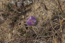 Image of Pulsatilla patens subsp. nuttalliana (DC.) Grey-Wilson